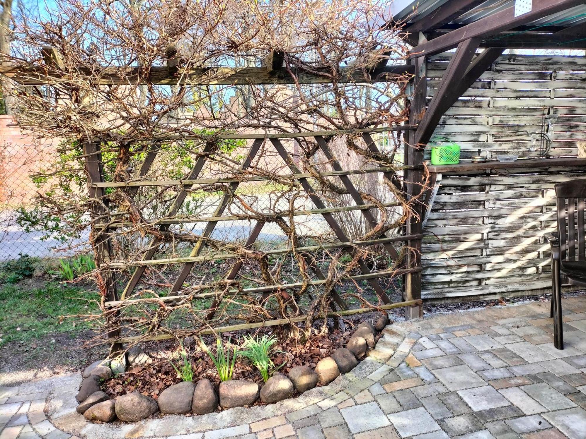 Pension Rosenvilla Sedlitz エクステリア 写真